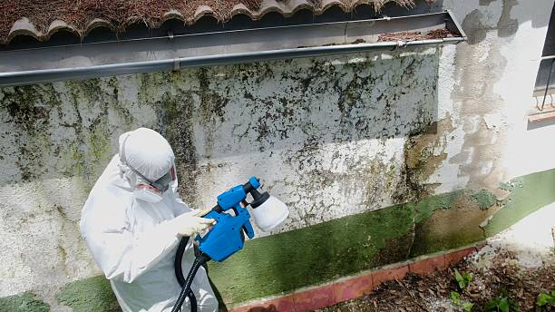 Top rated local Mold Remediation specialists in Gowen, MI
